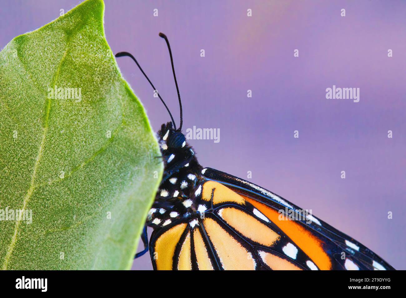 Bellissimo primo piano di una farfalla monarchica su una foglia di fiore della corona. Foto Stock