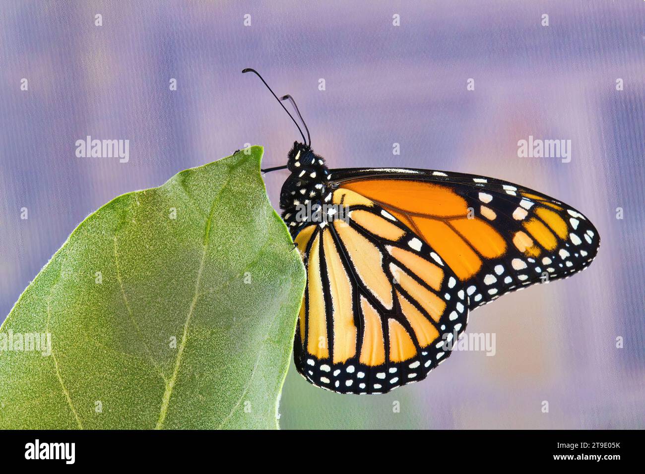 La farfalla Monarch è appena emersa dalla sua crisalide. Foto Stock