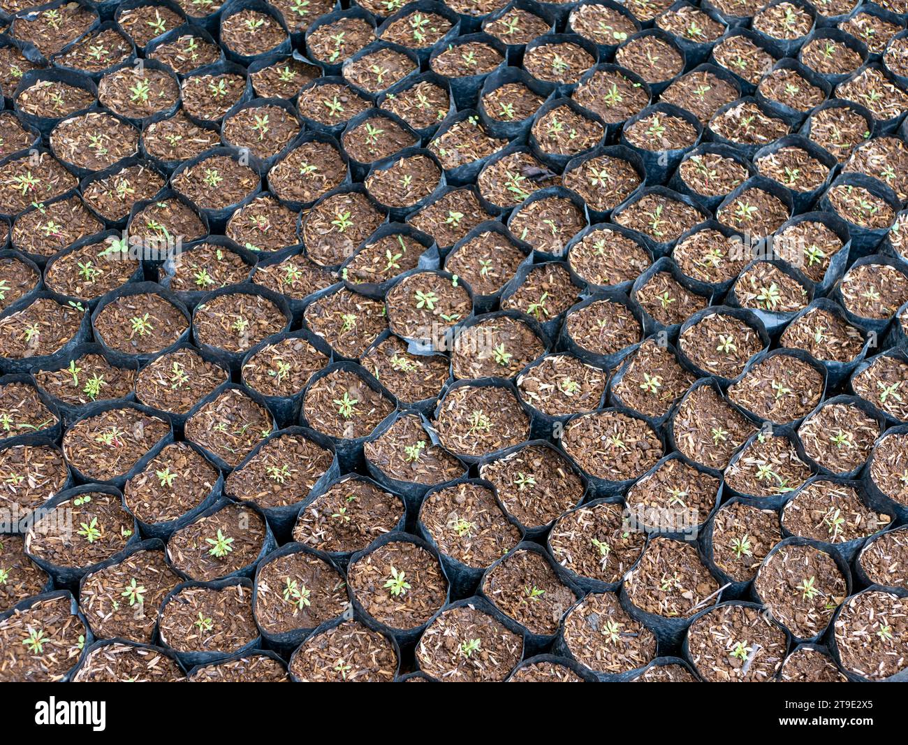 Piantine di cajuput (Melaleuca cajuputi) nel vivaio, a Gunung Kidul, Yogyakarta, Indonesia. Foto Stock