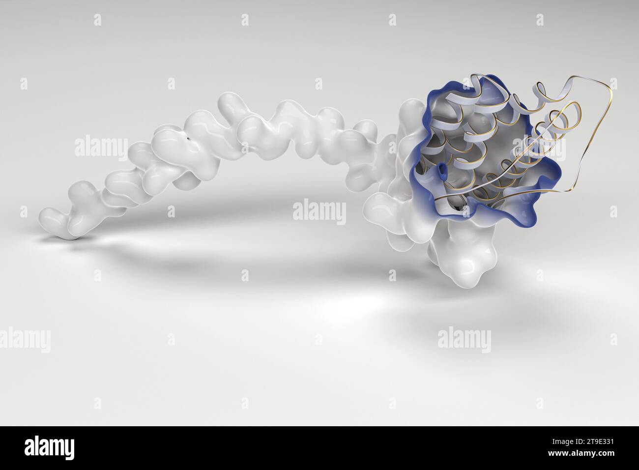 Struttura proteica interleuchina-31, illustrazione Foto Stock