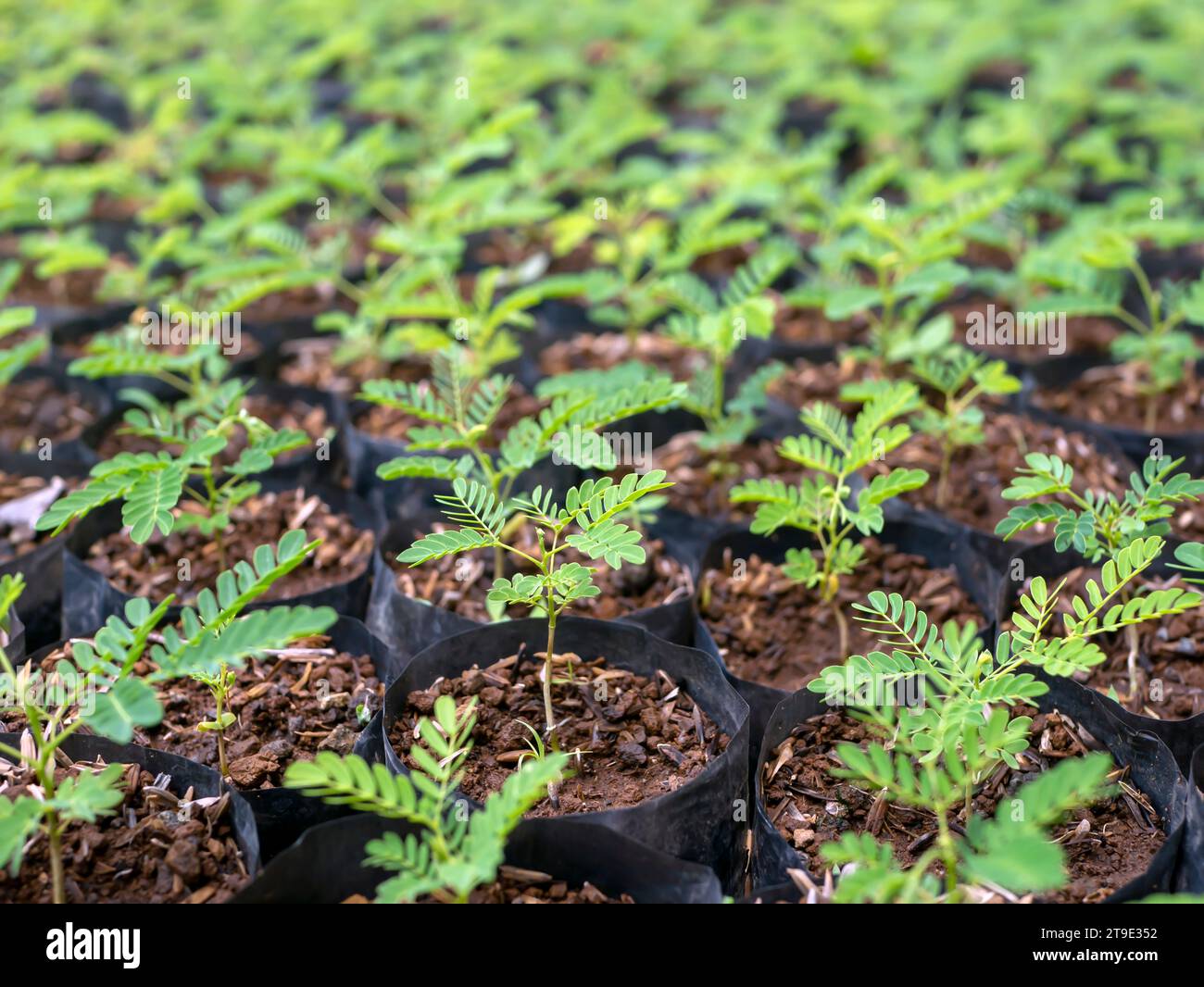 Le piantine di Sengon (Albizia falcataria) crescono bene nel vivaio di Yogyakarta, Indonesia. Foto Stock
