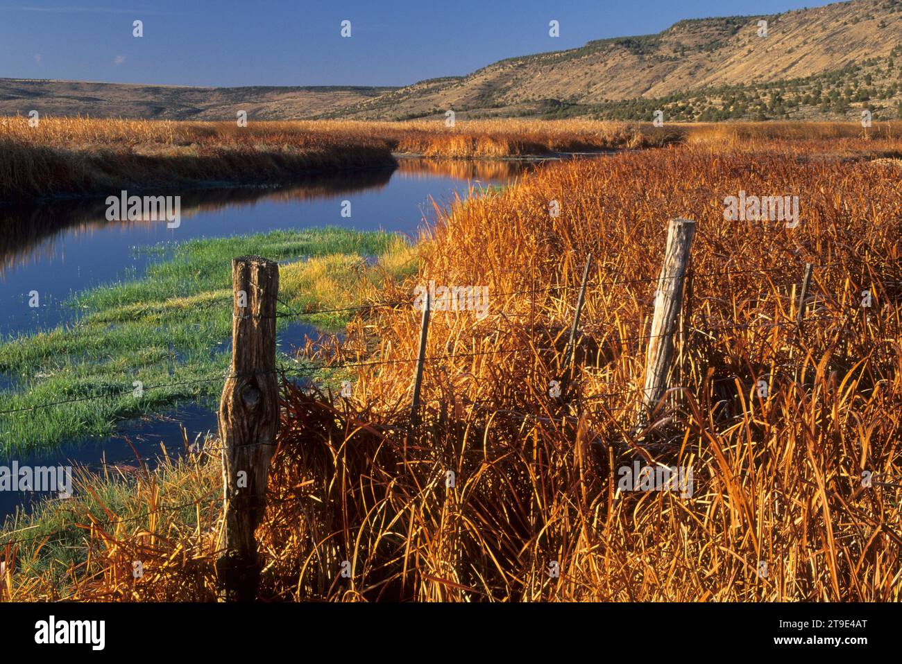 Zona umida vicino a Knox Pond, Malheur National Wildlife Refuge, Oregon Foto Stock