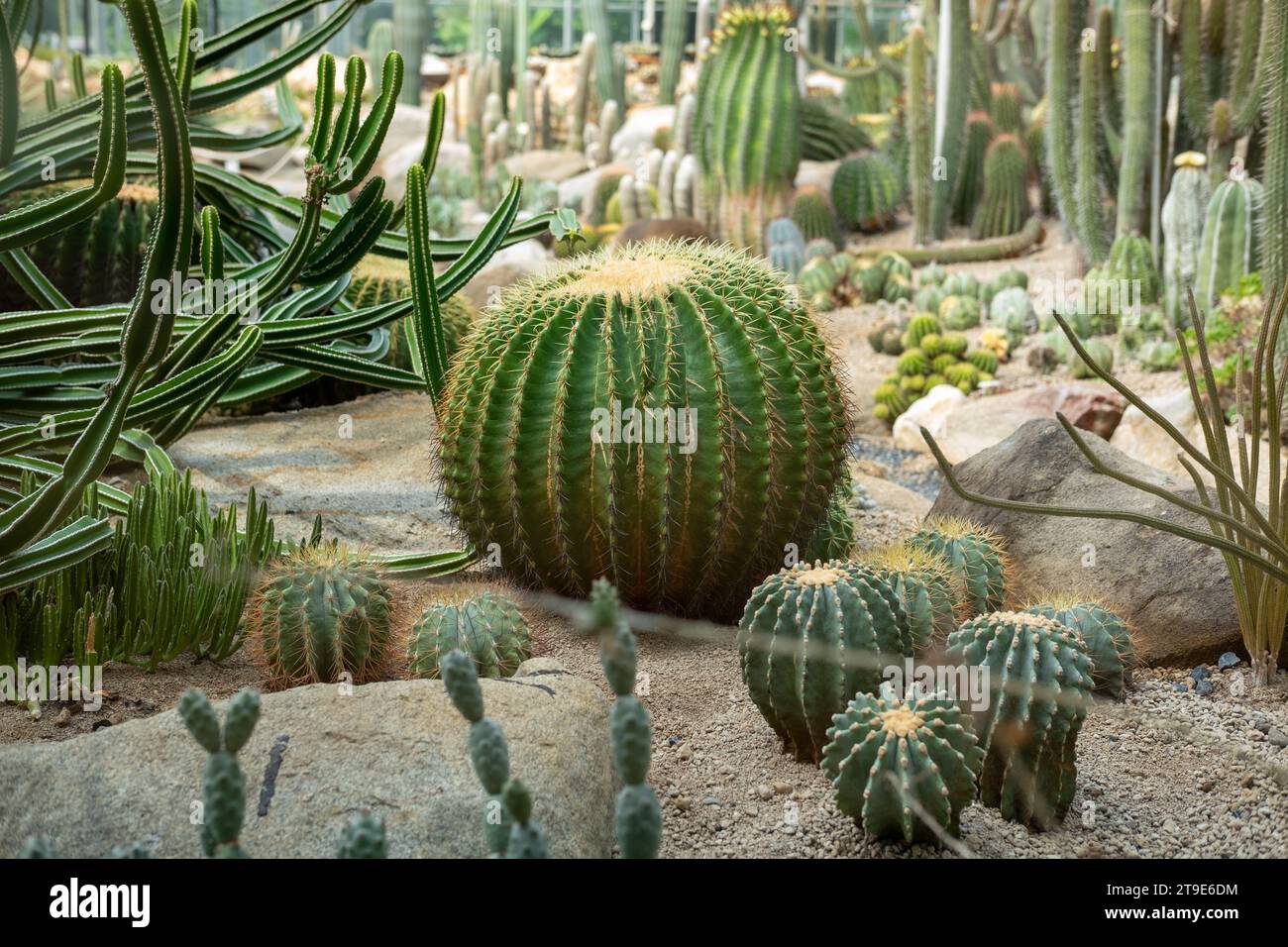 Giardino di cactus vari tipi di bella collezione di cactus esotici. Foto Stock
