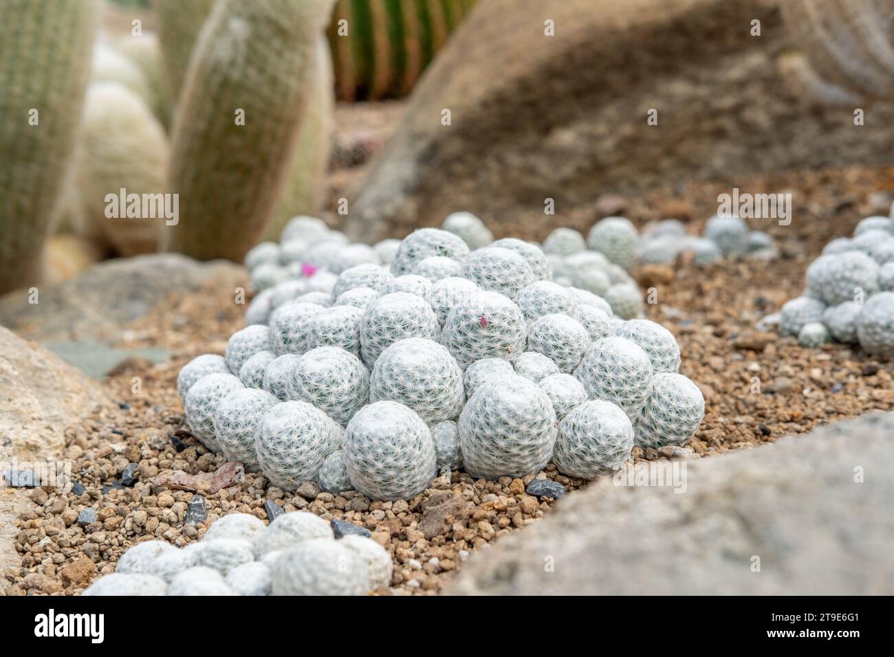 Giardino di cactus vari tipi di bella collezione di cactus esotici. Foto Stock