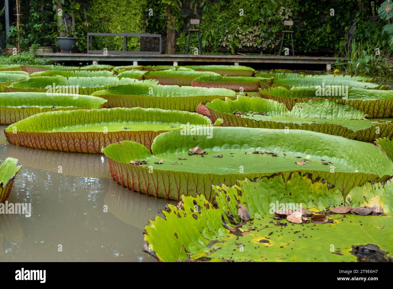 Grande foglia di loto verde chiaro in stagno al parco con luce naturale. Foto Stock