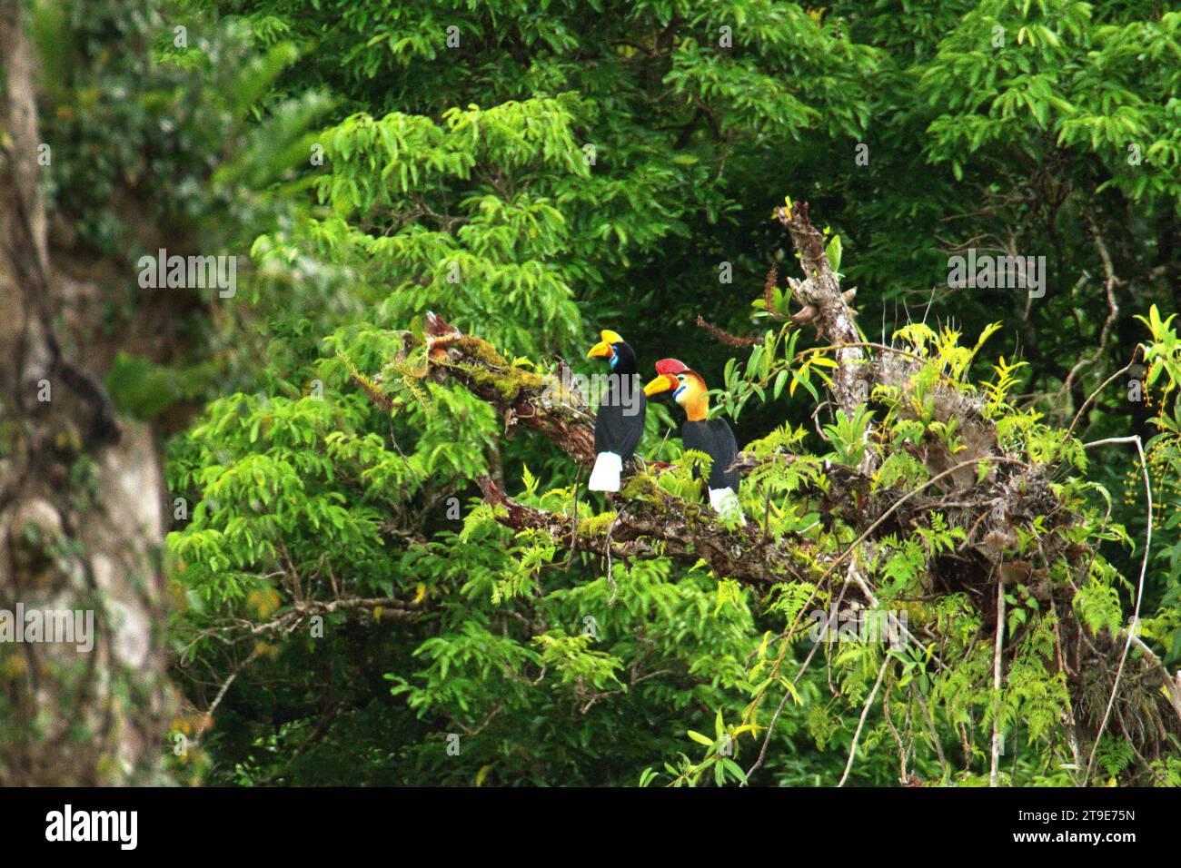 Un paio di carpini (Rhyticeros cassidix), una specie monogama con tassi di riproduzione lenti, viene fotografata mentre si appollaiano su un albero, in un paesaggio vegetato ai piedi del Monte Tangkoko e Duasudara (Dua Saudara) a Bitung, Sulawesi settentrionale, Indonesia. Hornbill, vulnerabile alla caccia a causa dell'alto valore della carne, delle botti e delle piume di coda ha un ruolo importante nella rigenerazione forestale e nel mantenimento di una grande densità di alberi grazie alla sua capacità di agente dispersivo di semi, mentre allo stesso tempo una foresta pluviale sana è importante nella lotta al riscaldamento globale grazie al suo ruolo di assorbimento del carbonio Foto Stock