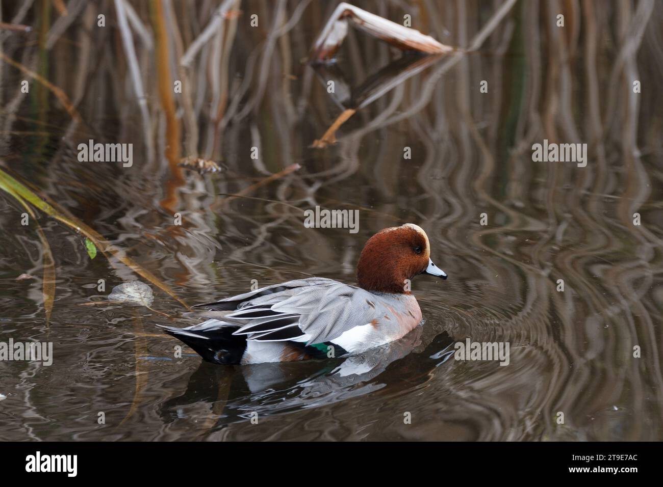 Un'anatra wigeon eurasiatica (Mareca penelope) su un lago in un parco a Kanagawa, in Giappone. Foto Stock
