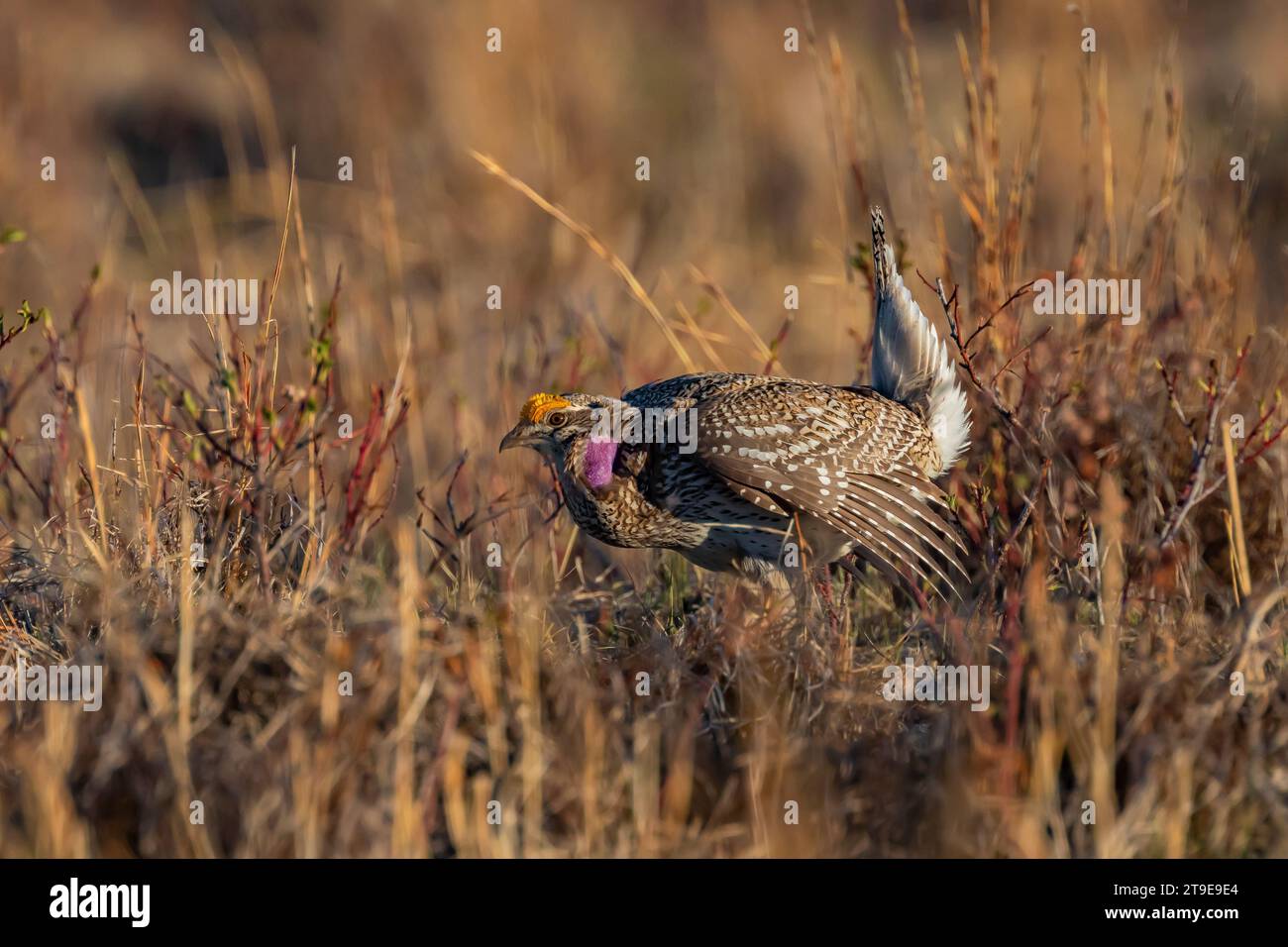 Grouse dalla coda affilata, Tympanuchus phasianellus, ballo maschile con coda rivolta verso l'alto, piedi che si muovono e ali allungate sul leccio nel Nebraska National Fore Foto Stock