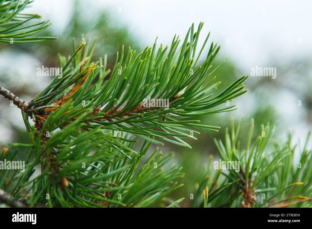 Ripresa ravvicinata di un ramo di pino con lunghi aghi di conifere verdi. Foto Stock
