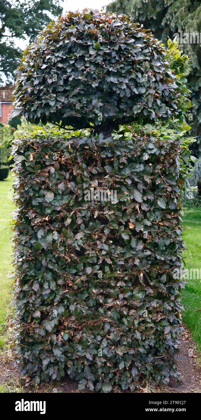Primo piano della forma topiaria a taglio e della siepe dell'albero da giardino Fagus sylvatica atropurpurea vista in estate. Foto Stock