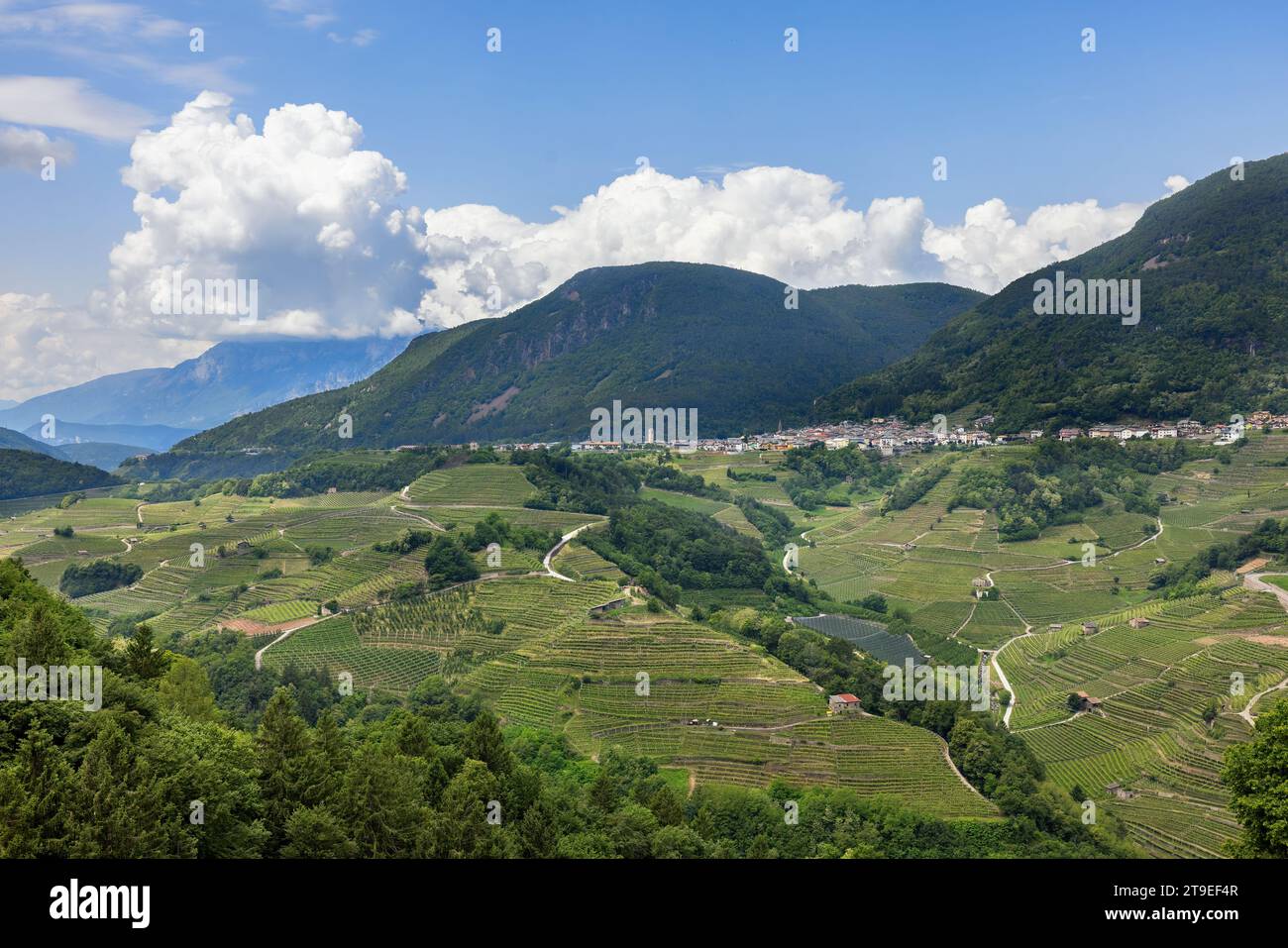 Vigneti di montagna nella regione di Trento, Italia settentrionale Foto Stock