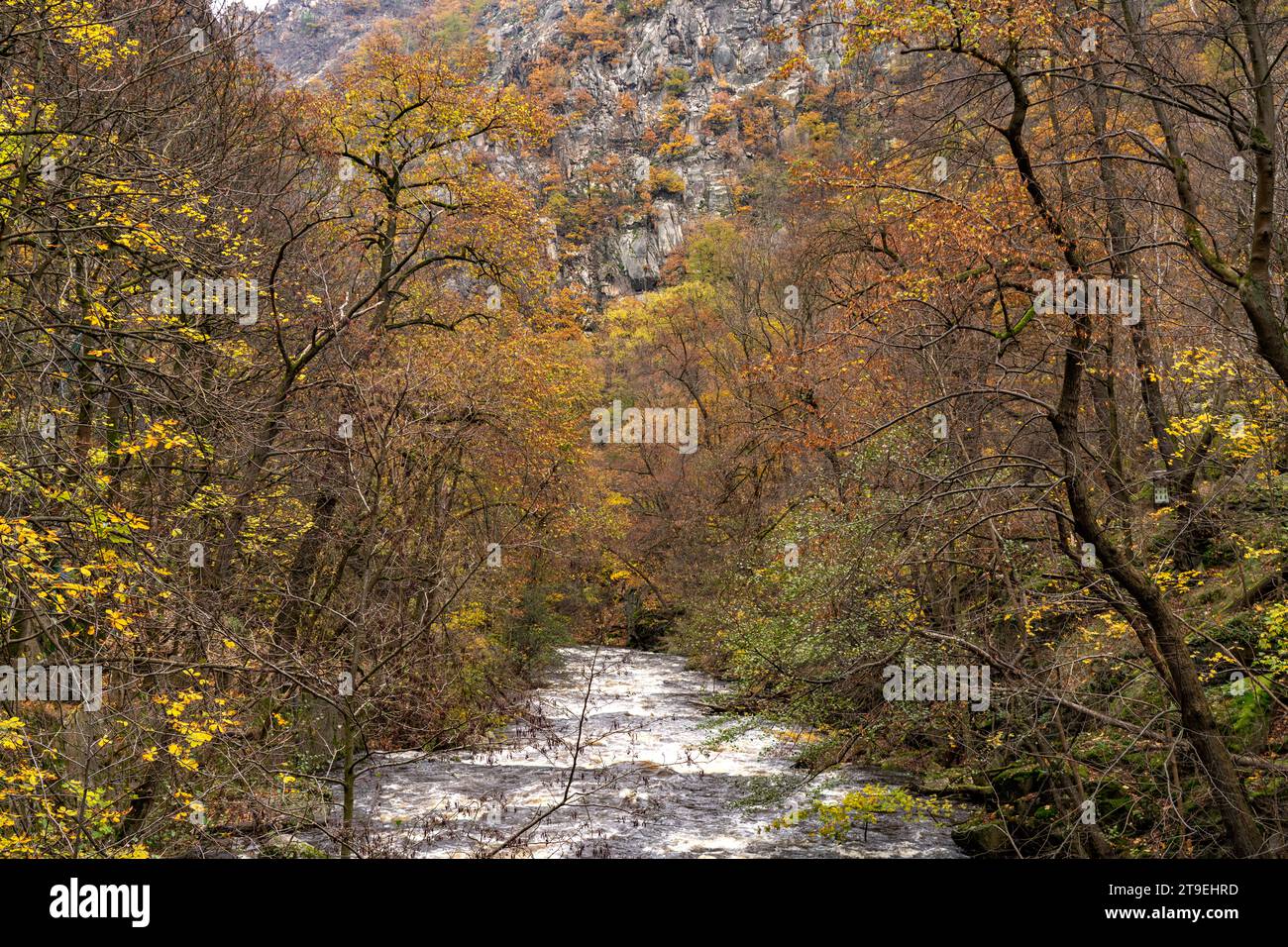 Der Fluss Bode im Bodetal im Harz bei Thale, Sachsen-Anhalt, Deutschland | il fiume Bode e la Gola del Bode nei Monti Harz vicino a Thale, Saxo Foto Stock