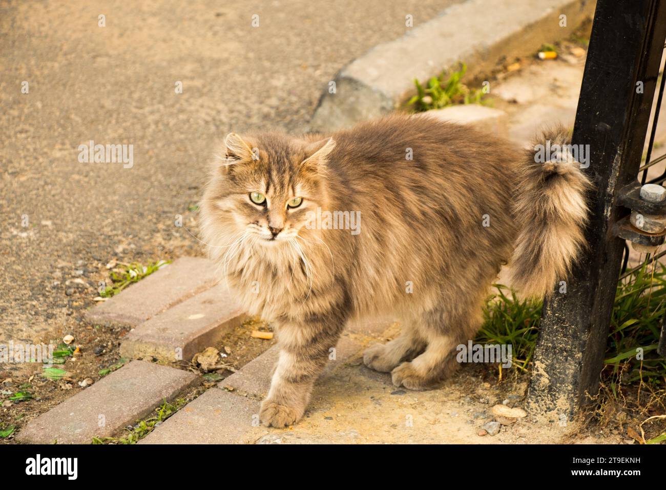 Un altro ritratto della homeless street cat Foto Stock