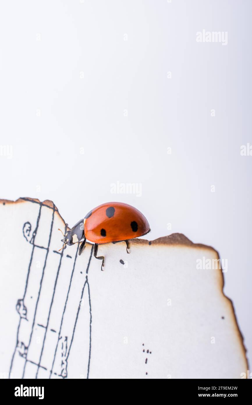 Ladybug camminando su carta bruciata con note musicali Foto Stock