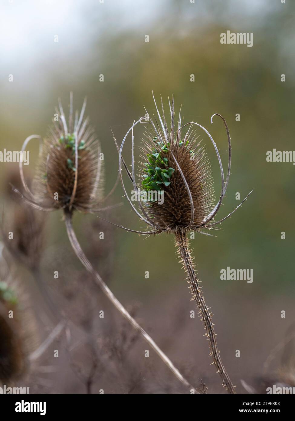 Teste di semi di teglia che mostrano la germinazione dei semi in situ Foto Stock