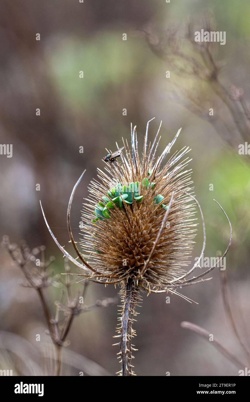Teste di semi di teglia che mostrano la germinazione dei semi in situ Foto Stock