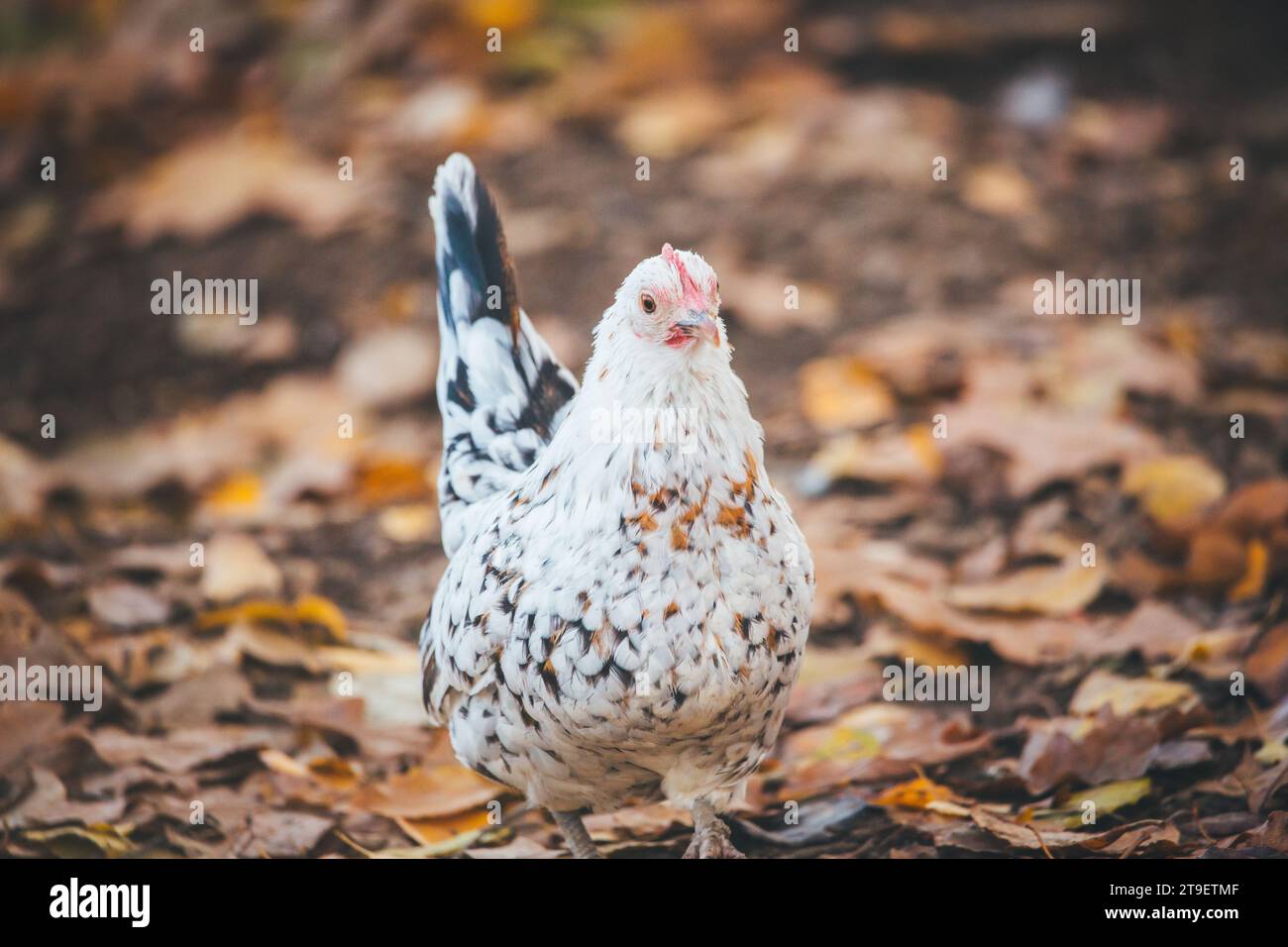 Motley/ gallina chiazzata, razza Stoapiperl. Lo Stoapiperl/ Steinhendl è una razza di pollo austriaca in via di estinzione Foto Stock
