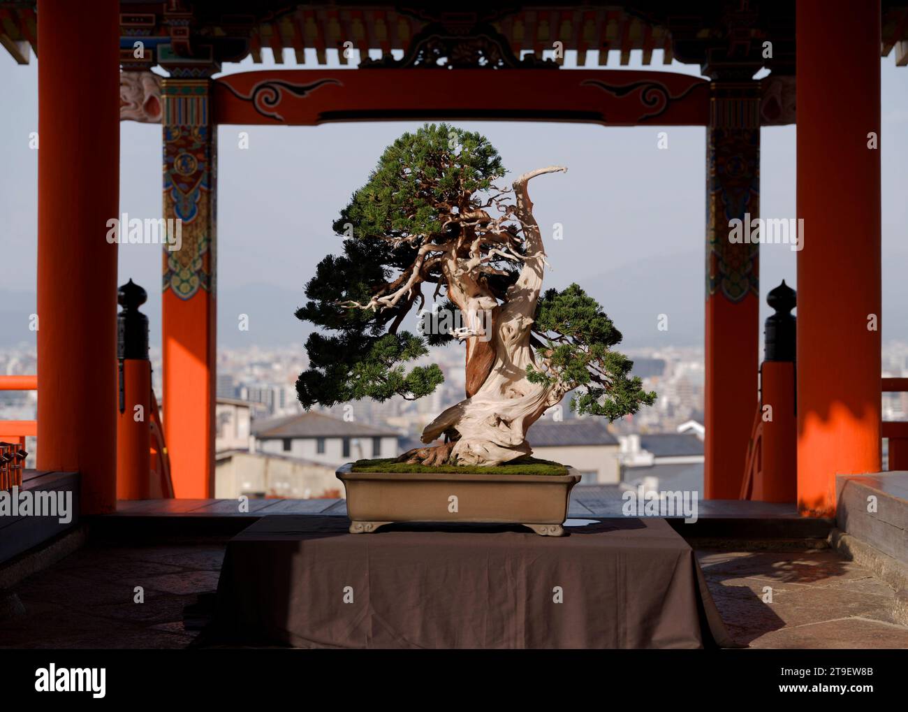 Kyoto, Giappone. 24 novembre 2023. Questa foto mostra un bonsai di 800 anni durante una mostra di bonsai e suiseki al tempio Kiyomizu-dera di Kyoto, Giappone, 24 novembre 2023. Venerdì è iniziata qui una mostra di quattro giorni di bonsai e suiseki che commemora il 45° anniversario della firma del trattato di pace e amicizia Cina-Giappone. Crediti: Zhang Xiaoyu/Xinhua/Alamy Live News Foto Stock