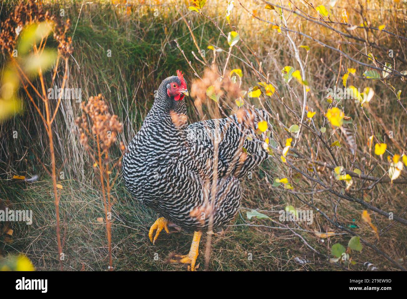 Amrock hen Foto Stock