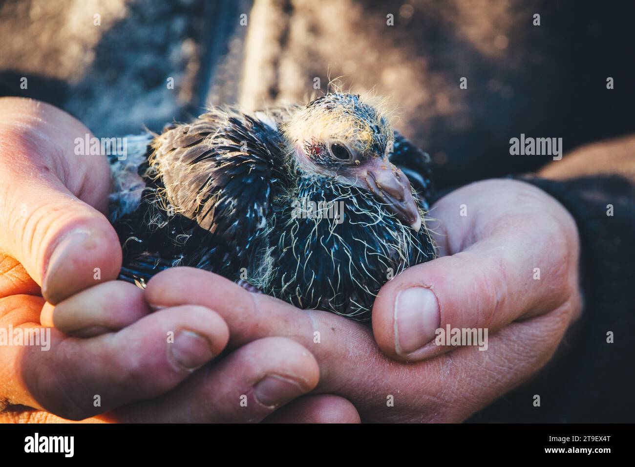 Pigeon baby, lo squab del Waldviertler Kröpfer (cavolo di ropper Waldviertel), una razza di piccione a rischio circale proveniente dalla regione di Waldviertel, Austria Foto Stock