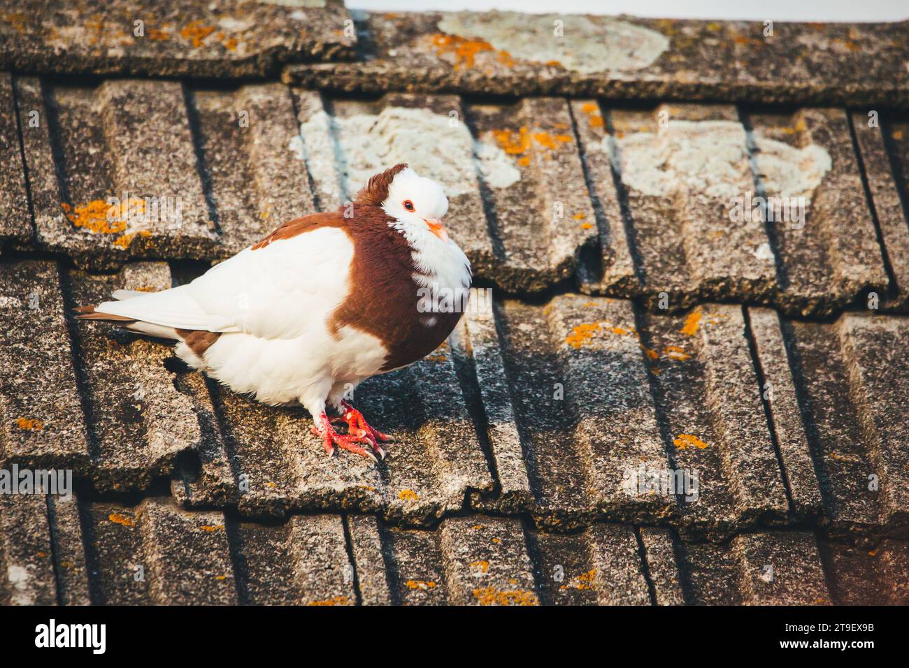 Ganselkröpfer, una razza di piccione a rischio di estinzione proveniente dall'Austria Foto Stock Ganselkröpfer, una razza di piccione a rischio di estinzione proveniente dall'Austria Foto Stock