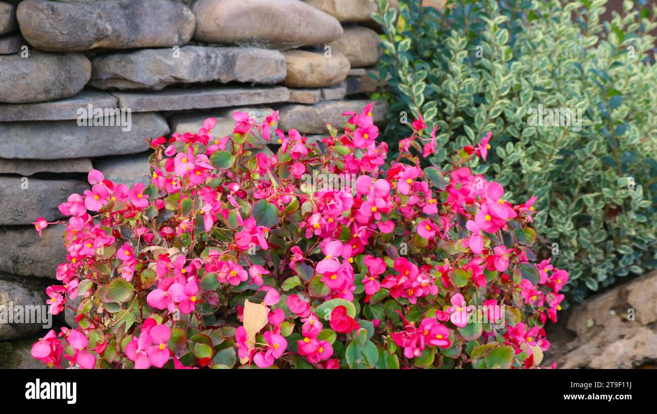 giardino o parco fiorito, decorato con pietra decorativa, con una combinazione di bellissime piante fiorite e cespugli verdi, design paesaggistico Foto Stock