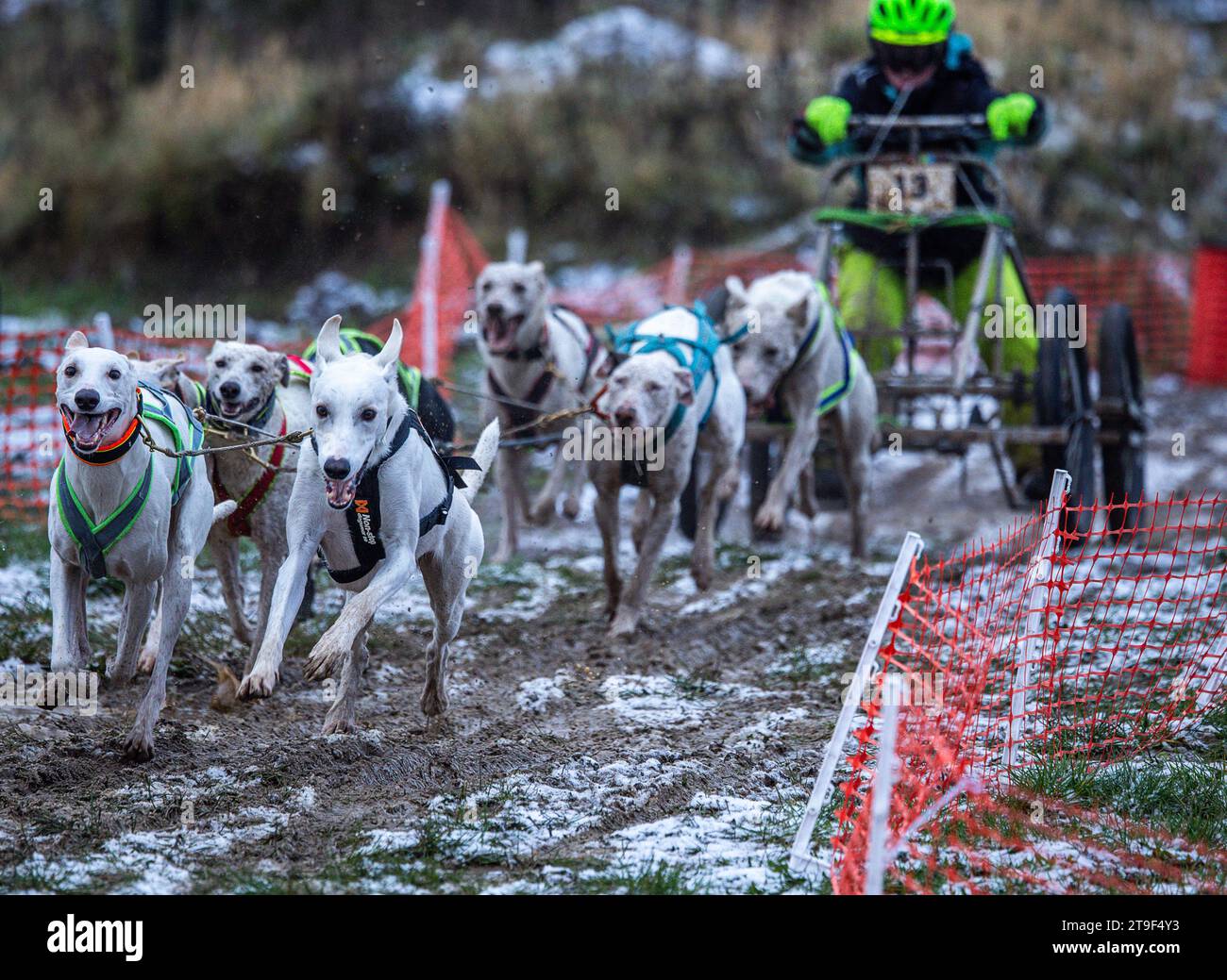 Targa, Germania. 25 novembre 2023. Tamara Lambertz guida il suo team di otto cani in giro per il circuito all'inizio dei campionati tedeschi di slitta. L'Associazione dei Club sportivi tedeschi di cani da slitta si aspetta che 170 raduni e circa 1.000 cani gareggiino nelle varie gare del Motorcross Park. Le squadre su ruote invece di runner sono trainate da quattro, sei o otto cani su una distanza di 5,2 chilometri e raggiungono velocità fino a 45 chilometri all'ora. Credito: Jens Büttner/dpa/Alamy Live News Foto Stock