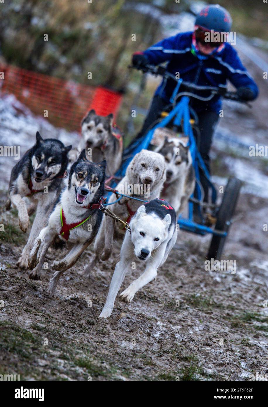 Targa, Germania. 25 novembre 2023. Kerstin Galisch del club HSF Harz inizia i campionati tedeschi di slitta con la sua squadra sul circuito. L'Associazione dei Club sportivi tedeschi di cani da slitta si aspetta che 170 raduni e circa 1.000 cani gareggiino nelle varie gare del Motorcross Park. Le squadre su ruote invece di runner sono trainate da quattro, sei o otto cani su una distanza di 5,2 chilometri e raggiungono velocità fino a 45 chilometri all'ora. Credito: Jens Büttner/dpa/Alamy Live News Foto Stock