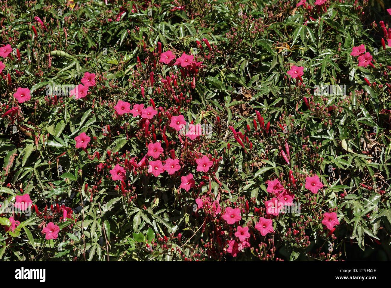 Ipomoea horsfalliae Foto Stock