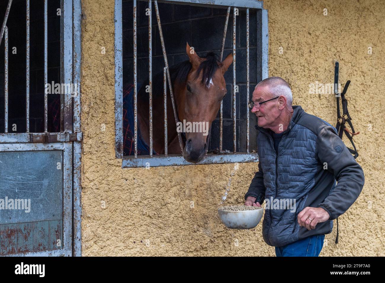 Il cavallo da corsa stabled Harty Racing è alimentato da Sonny al Curragh, Co. Kildare, Irlanda. Foto Stock