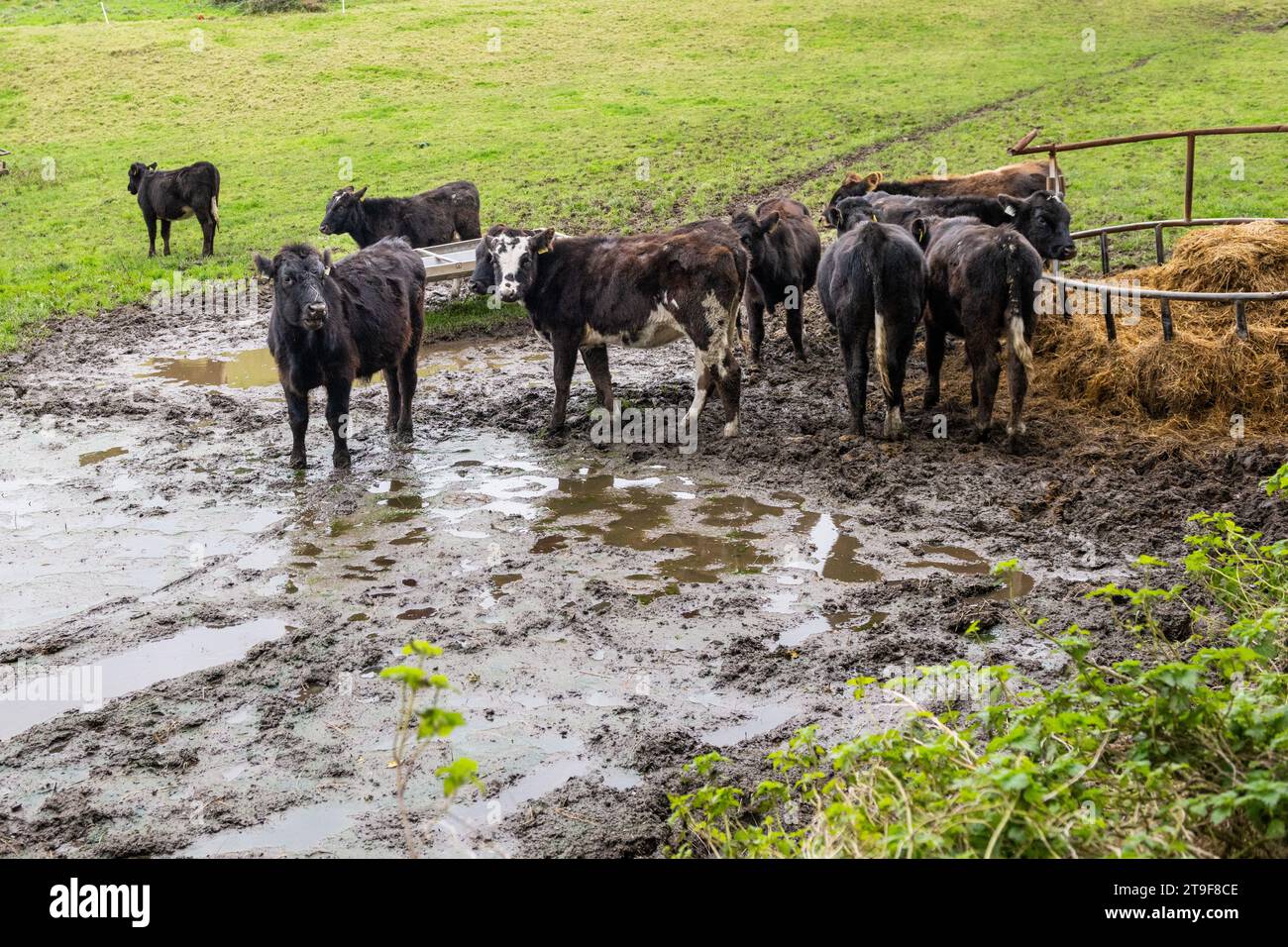 Bestiame che si nutrono di insilato in un campo fangoso a Sherkin Island, West Cork, Irlanda. Foto Stock