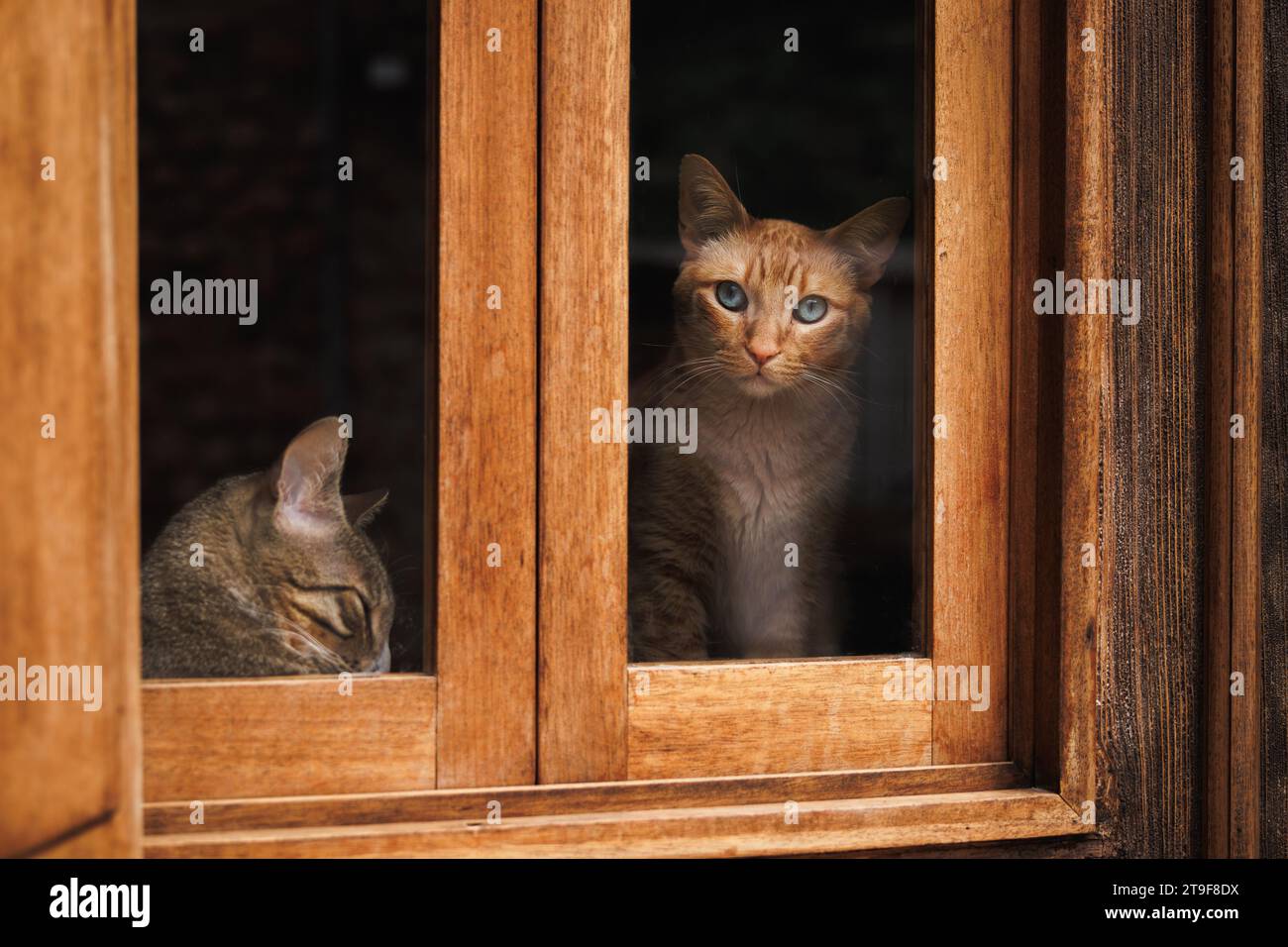 Curioso gatto zenzero sta guardando attraverso la finestra e il gatto tabby dorme in casa Foto Stock