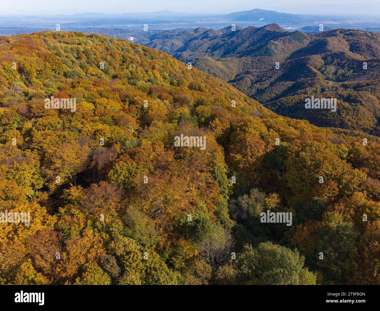 Vista aerea della foresta di faggi in autunno, Samoborsko gorje, Croazia Foto Stock