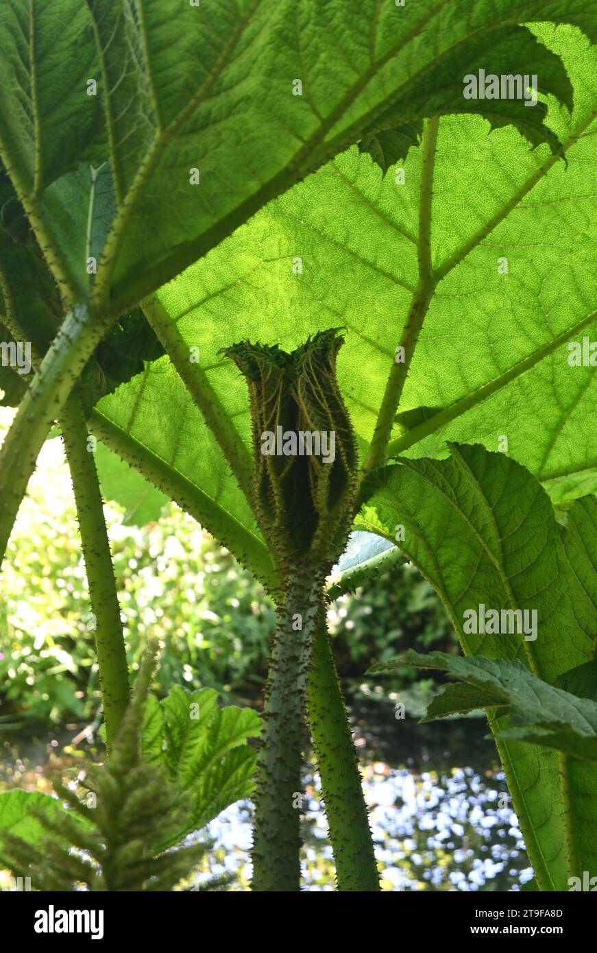 rabarbaro gigante, manicata gunnera Foto Stock