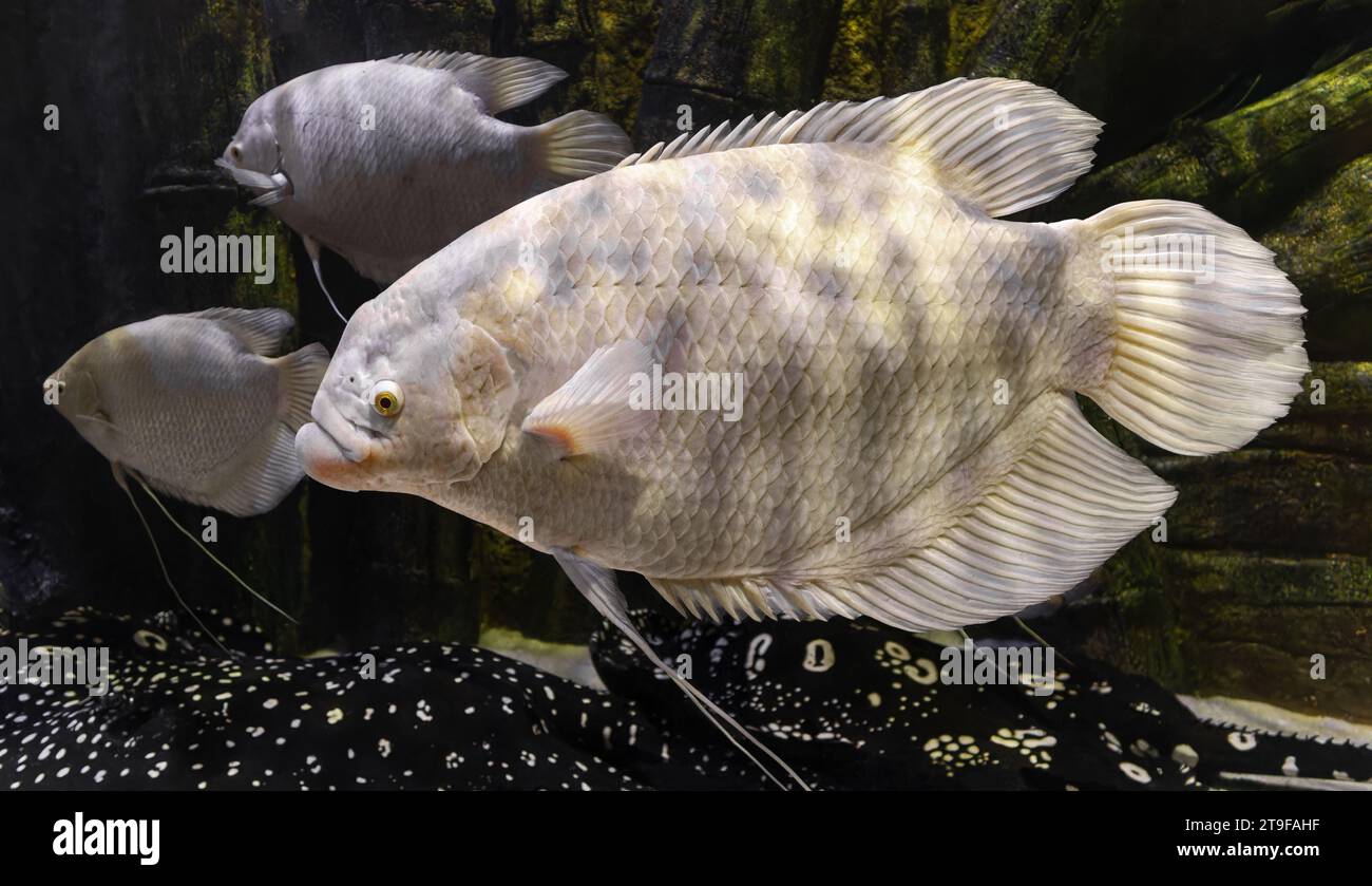 Vista ravvicinata di un gourami gigante (Osphronemus goramy) Foto Stock