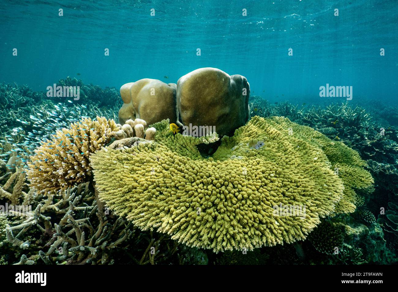 Nuota con la bassa marea sulla barriera corallina della laguna di Mayotte nell'Oceano Indiano Foto Stock