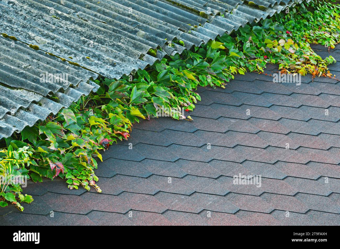 I tetti vecchi e nuovi sono separati da rami di uva decorativa Foto Stock