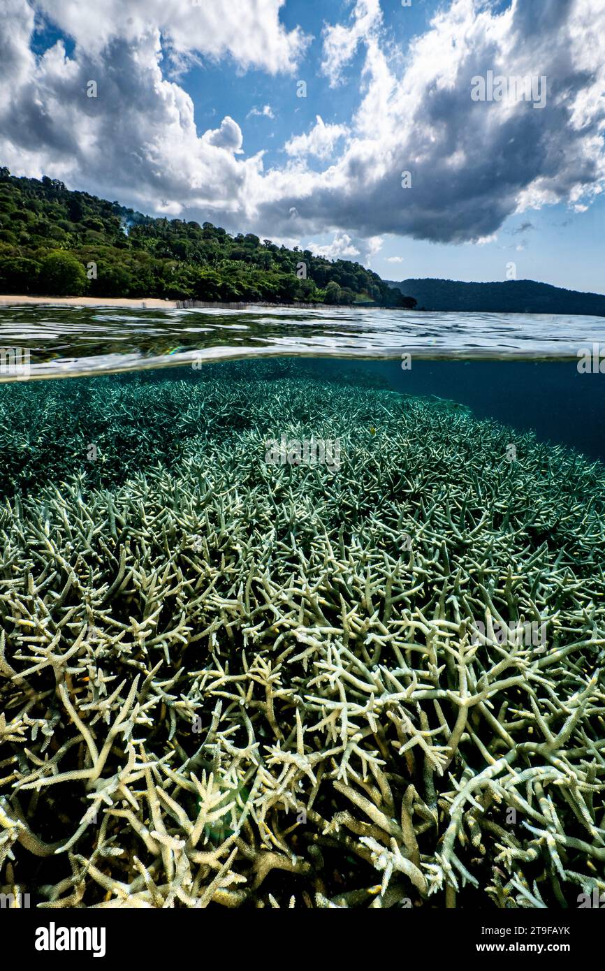 Nuota con la bassa marea sulla barriera corallina della laguna di Mayotte nell'Oceano Indiano Foto Stock