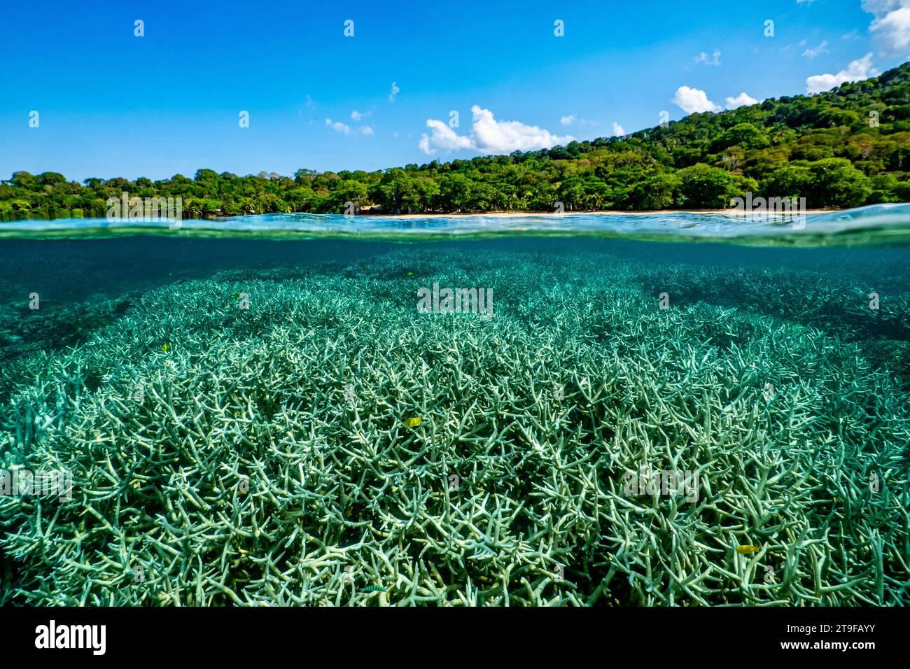 Nuota con la bassa marea sulla barriera corallina della laguna di Mayotte nell'Oceano Indiano Foto Stock
