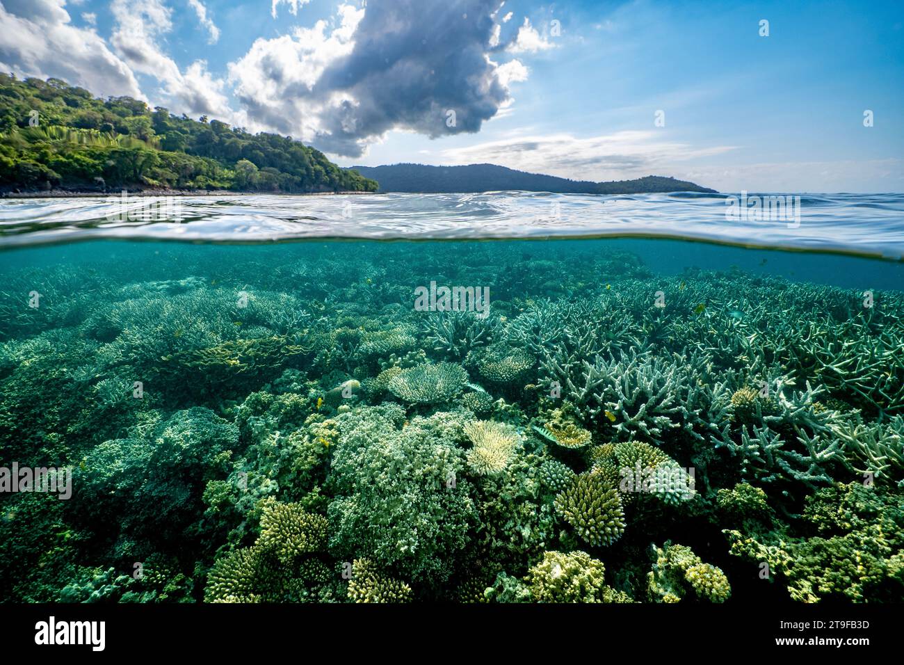 Nuota con la bassa marea sulla barriera corallina della laguna di Mayotte nell'Oceano Indiano Foto Stock