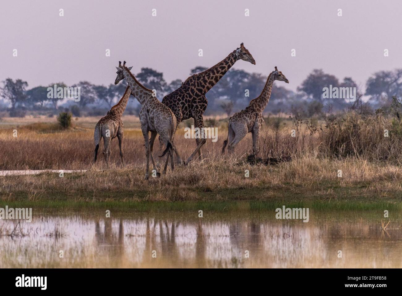 Un gruppo di tre giraffe nel Delta dell'Okavango, Botswana. Foto Stock