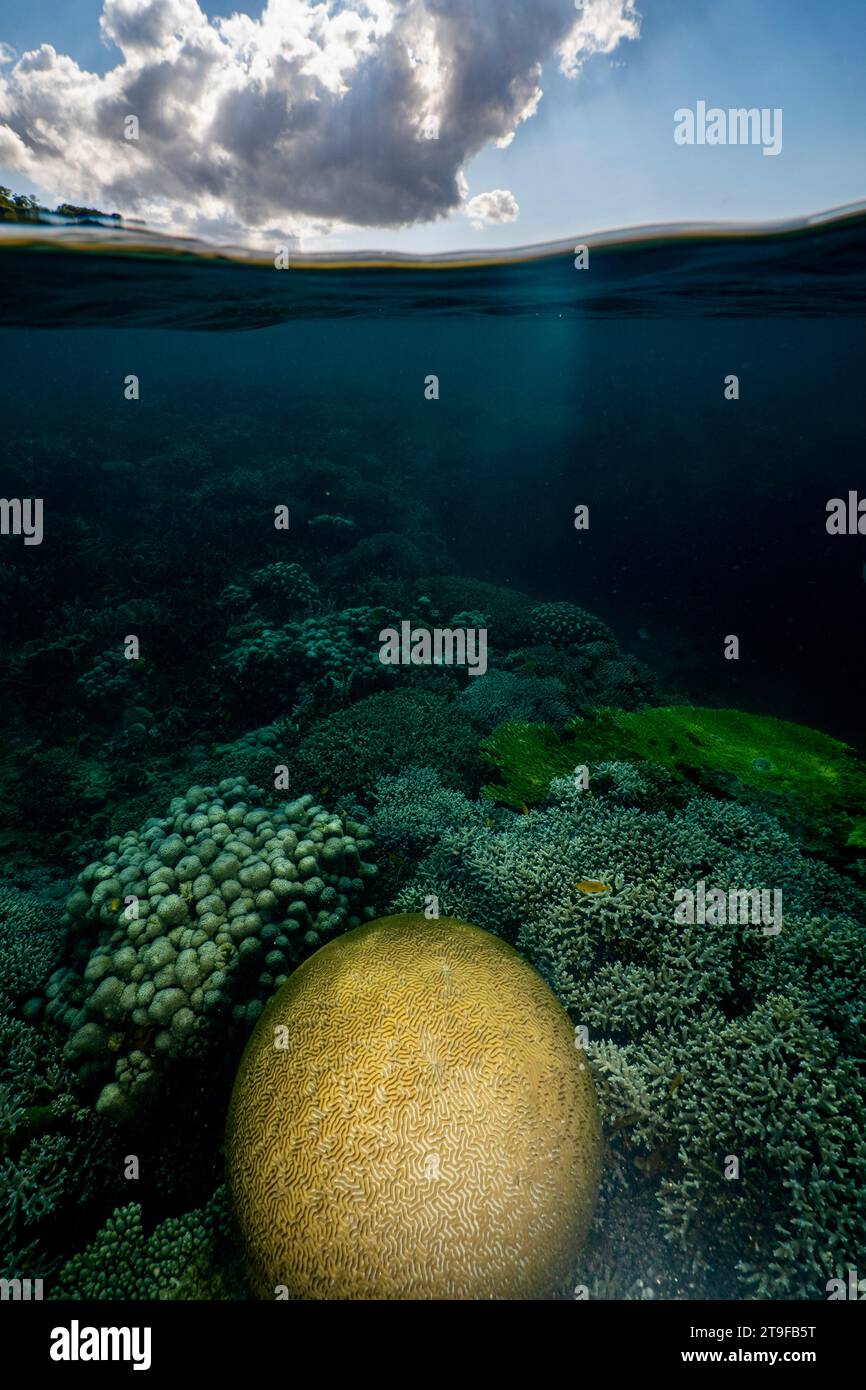 Nuota con la bassa marea sulla barriera corallina della laguna di Mayotte nell'Oceano Indiano Foto Stock