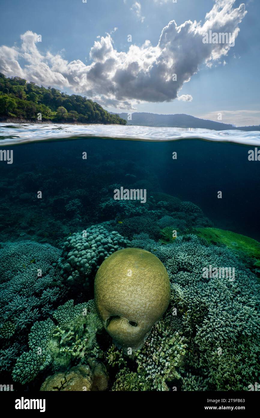 Nuota con la bassa marea sulla barriera corallina della laguna di Mayotte nell'Oceano Indiano Foto Stock