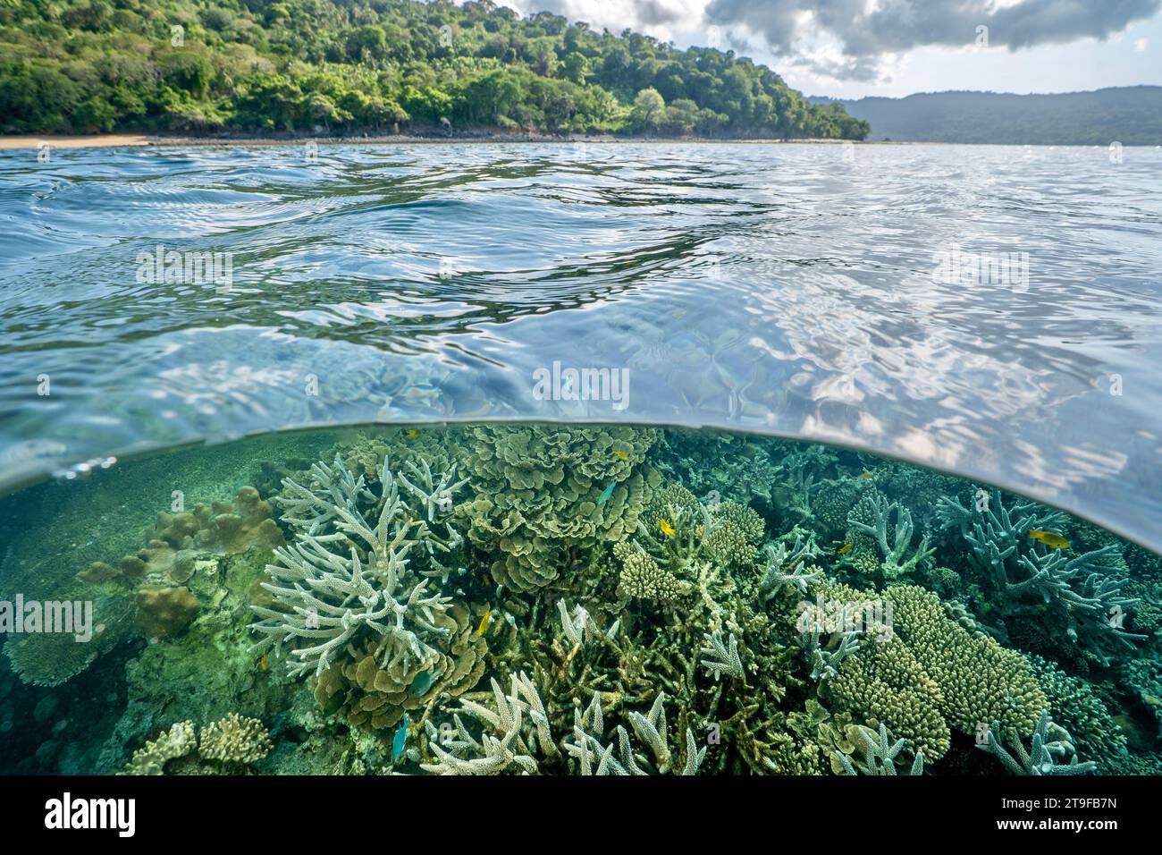 Nuota con la bassa marea sulla barriera corallina della laguna di Mayotte nell'Oceano Indiano Foto Stock