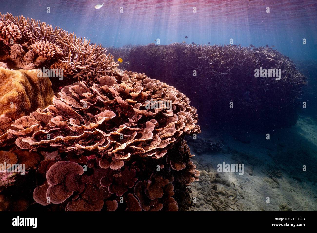 Nuota con la bassa marea sulla barriera corallina della laguna di Mayotte nell'Oceano Indiano Foto Stock