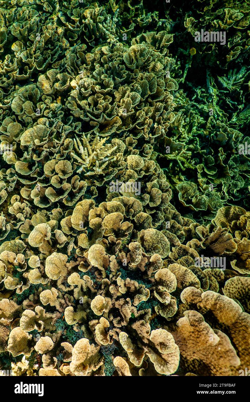 Nuota con la bassa marea sulla barriera corallina della laguna di Mayotte nell'Oceano Indiano Foto Stock