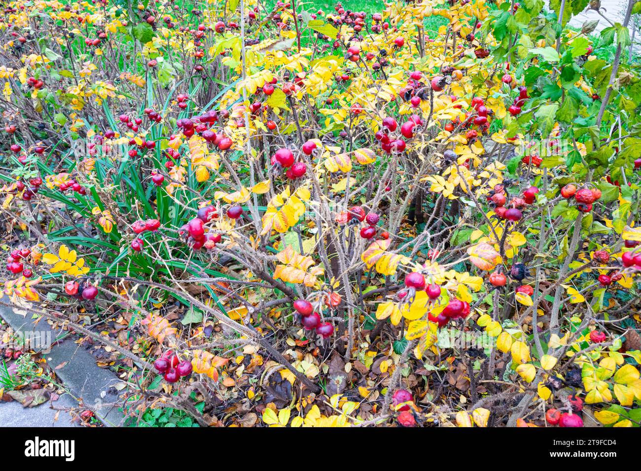 Cespugli di rosa con foglie autunnali e fianchi di rosa rosso brillante. Foto Stock