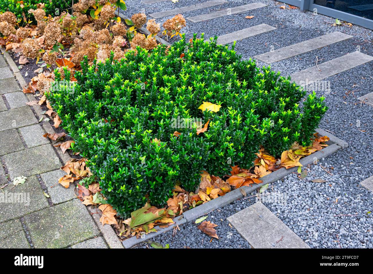Letto con piante di bosso (Buxus sempervirens) in un giardino urbano. Foto Stock