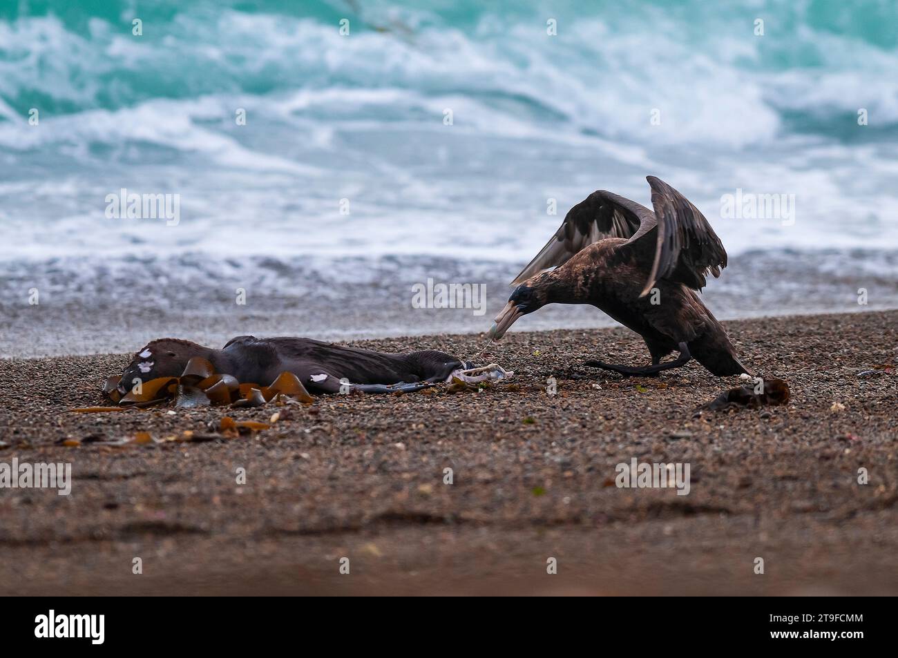 Petrel gigante , Penisola Valdes, patrimonio dell'umanità dell'UNESCO, provincia di Chubut, Patagonia, Argentina. Foto Stock