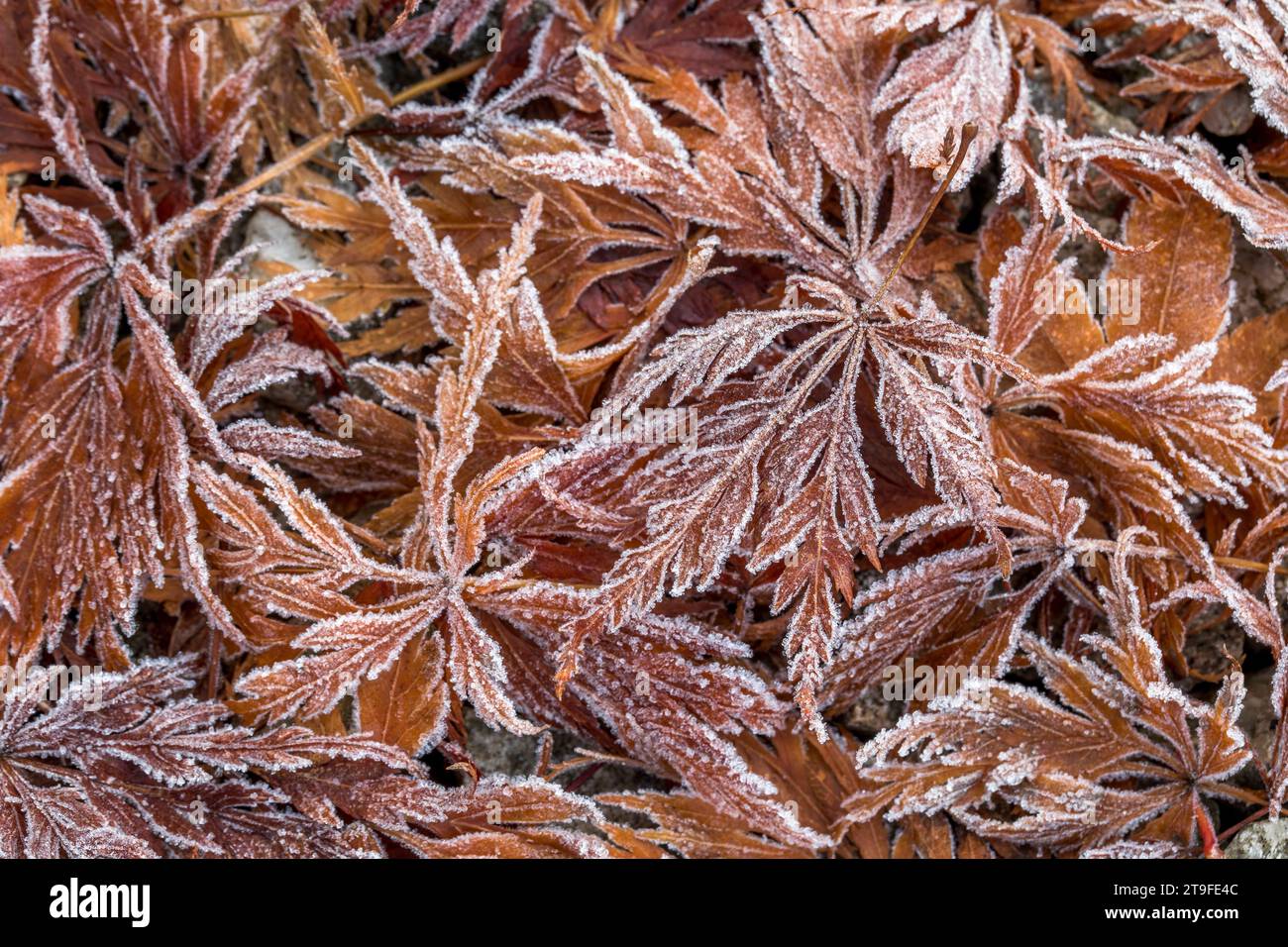 Acer Tree Leaves; Covered in Frost; UK Foto Stock